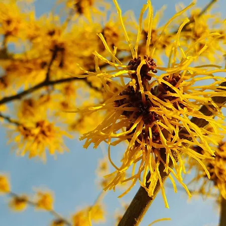 Apartamento Winterurlaub Im Harz Am Rodelhang - Muehlenteich By Hoheisel *